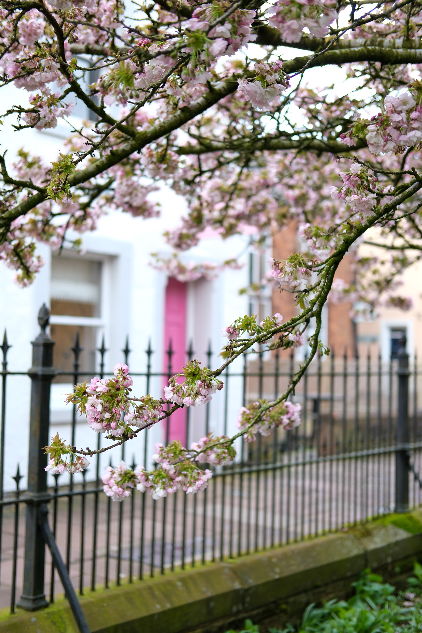 The Girl House's pink front door framed by cherry blossom and iron railings